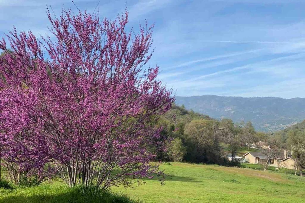 Waxberry Getaway Sequoia/Kings Canyon National Pks وادي سكوا المظهر الخارجي الصورة